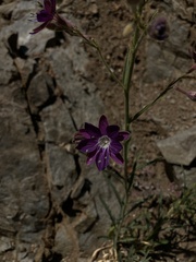 Malesherbia linearifolia