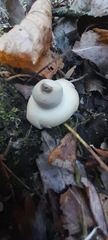 Geastrum