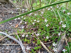 Lobelia eckloniana