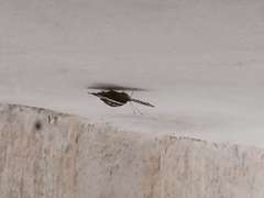Anartia fatima fatima