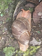 Megalobulimus popelairianus