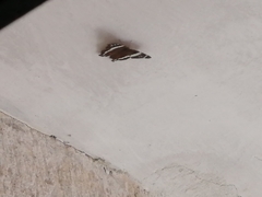 Anartia fatima fatima