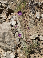 Malesherbia linearifolia