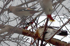 Turdus pilaris