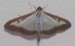 Cydalima perspectalis