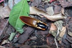 Semiotus luteipennis