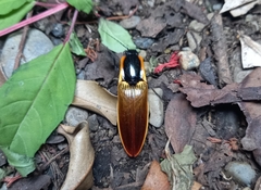 Semiotus luteipennis