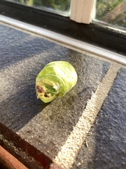 Cystosoma saundersii