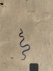 Hydrophis elegans