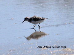 Calidris alba