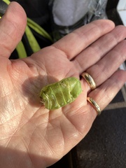 Cystosoma saundersii