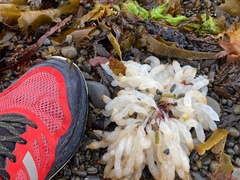 Sepioteuthis australis