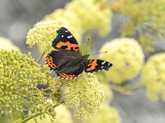 Vanessa vulcania