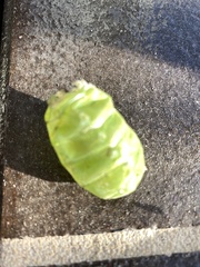 Cystosoma saundersii