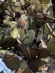 Opuntia streptacantha