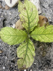 Ruellia ciliatiflora