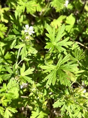 Geranium carolinianum