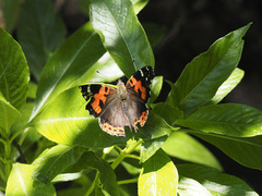 Vanessa vulcania