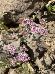 Homalocarpus dichotomus