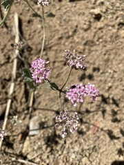Homalocarpus dichotomus