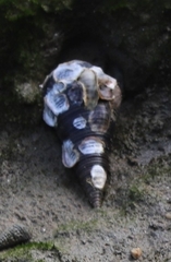 Telescopium telescopium