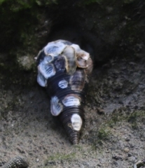 Telescopium telescopium