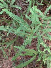 Dicranopteris flexuosa
