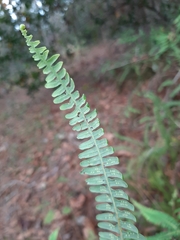 Dicranopteris flexuosa