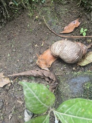Megalobulimus popelairianus