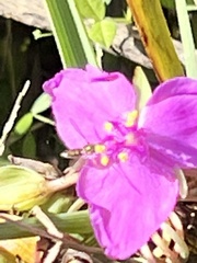 Tradescantia