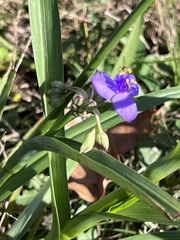 Tradescantia