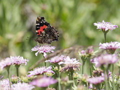 Vanessa vulcania
