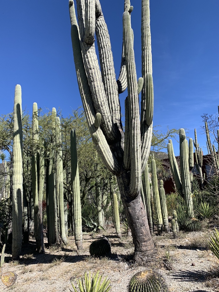 Cephalocereus tetetzo from Tehuacán-Cuicatlán Biosphere Reserve ...