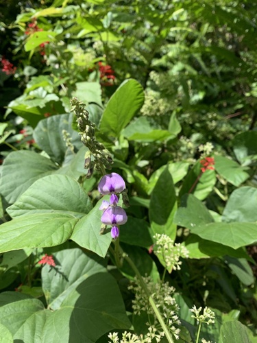 Neustanthus phaseoloides