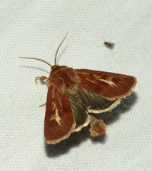 Cerapteryx graminis