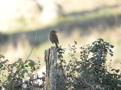 Erithacus rubecula rubecula