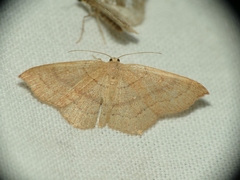 Cyclophora linearia