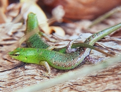 Lamprolepis smaragdina