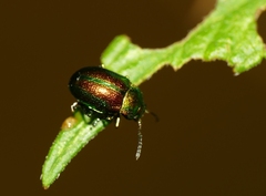 Chrysolina fastuosa