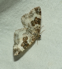 Epirrhoe rivata
