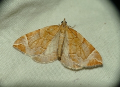 Eulithis testata