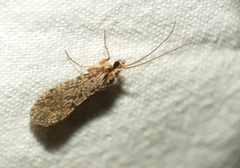 Polycentropodidae