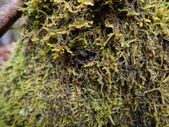 Scytinium polycarpum