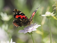 Vanessa vulcania