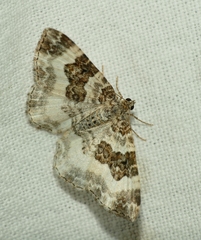 Epirrhoe rivata