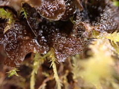 Scytinium polycarpum