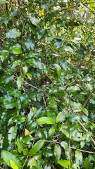 Passiflora tetrandra