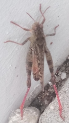 Calliptamus italicus