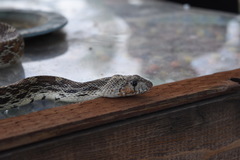 Pituophis catenifer affinis