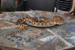 Pituophis catenifer affinis